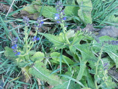 Salvia pratensis