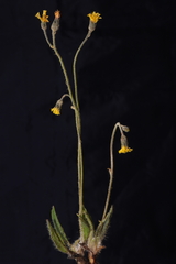 Hieracium leptocephalum