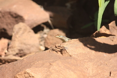 Trachylepis margaritifera