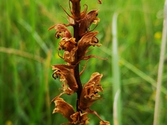 Orobanchaceae