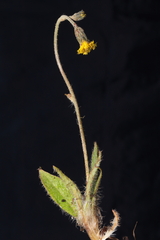 Hieracium leptocephalum