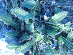 Biscutella laevigata