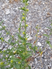 Lappula occidentalis