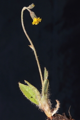 Hieracium leptocephalum
