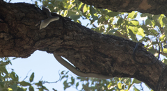 Dendroaspis polylepis