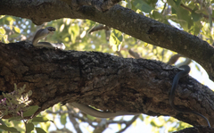 Dendroaspis polylepis