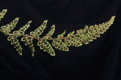 Polystichum cochleatum