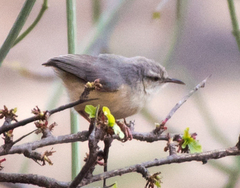 Sylvietta rufescens pallida