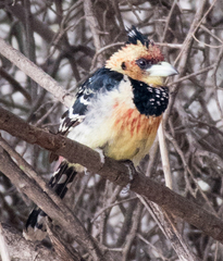 Trachyphonus vaillantii vaillantii