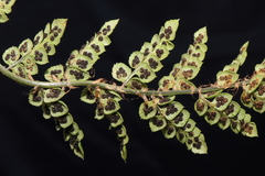 Polystichum cochleatum