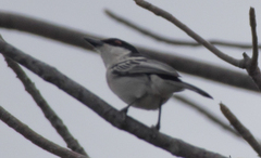 Dryoscopus cubla hamatus