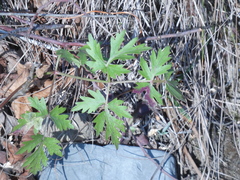 Peucedanum oreoselinum