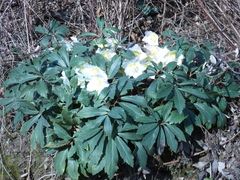 Helleborus niger