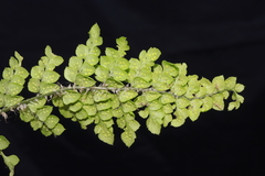 Polystichum cochleatum