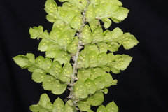 Polystichum cochleatum