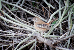 Cercotrichas leucophrys