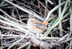 Cercotrichas leucophrys