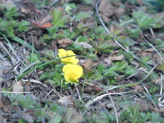 Potentilla verna