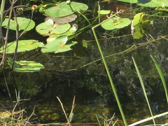 Crocodylia