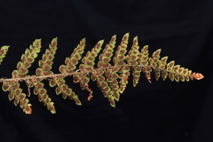 Polystichum cochleatum