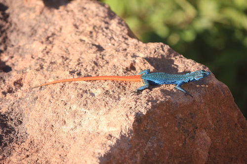 Transvaal Flat Lizard, Platysaurus relictus