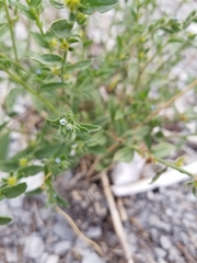 Lappula occidentalis