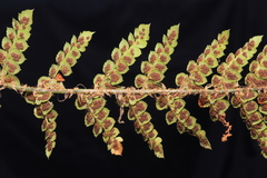 Polystichum cochleatum