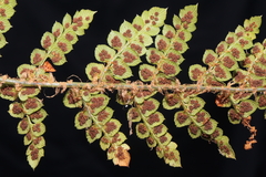 Polystichum cochleatum