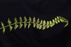 Asplenium peruvianum