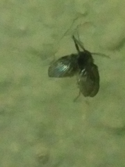Clogmia albipunctata