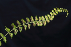 Asplenium peruvianum