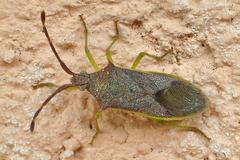 Plinachtus imitator