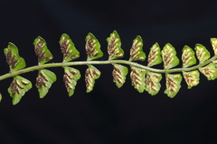 Asplenium peruvianum