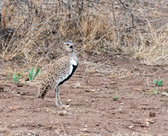 Eupodotis ruficrista