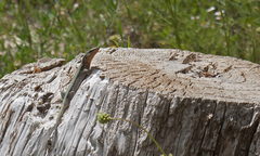 Anatololacerta pelasgiana