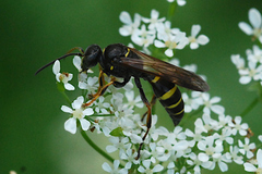 Argogorytes mystaceus