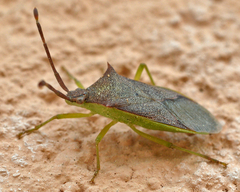 Plinachtus imitator
