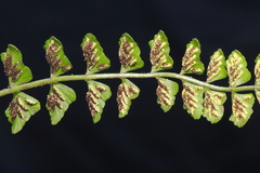Asplenium peruvianum