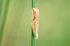 Bactra