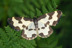 Lomaspilis marginata