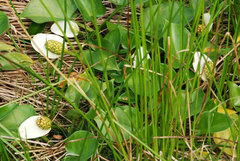 Calla palustris