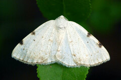 Lomographa bimaculata