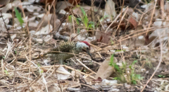 Campethera bennettii
