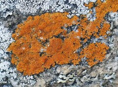 Caloplaca cinnabarina