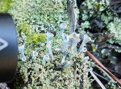 Cladonia grayi