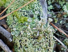 Cladonia grayi