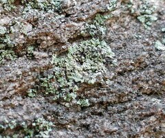 Leprocaulon beechingii