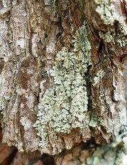 Parmeliopsis subambigua