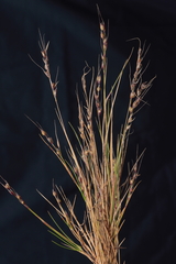 Piptochaetium panicoides