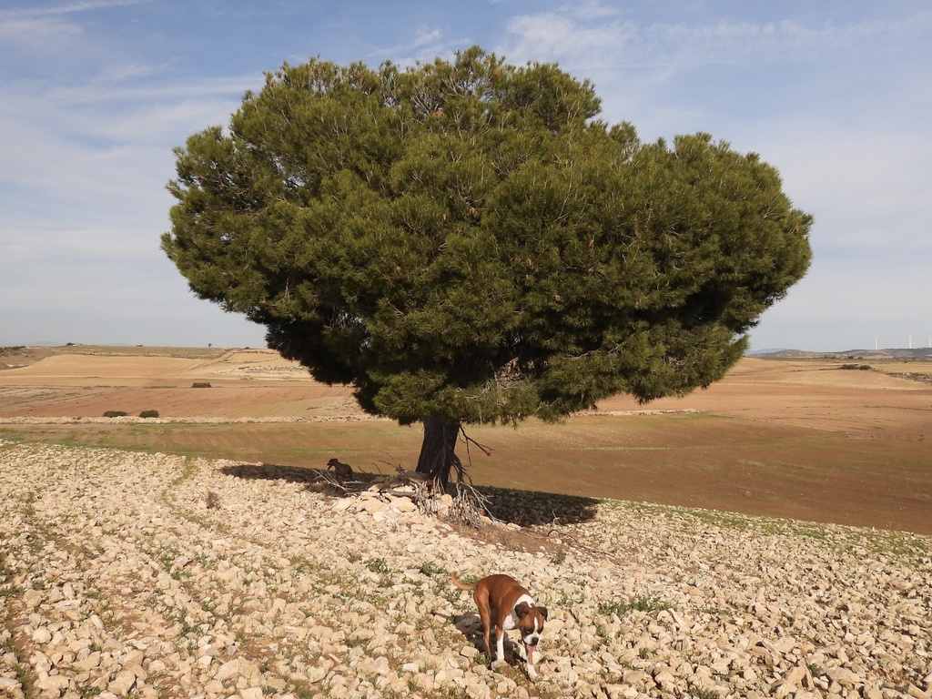 Alpeza Tree Aleppo pine from Zuera, Zaragoza, ES on November 27, 2022 at 12:40 PM ...